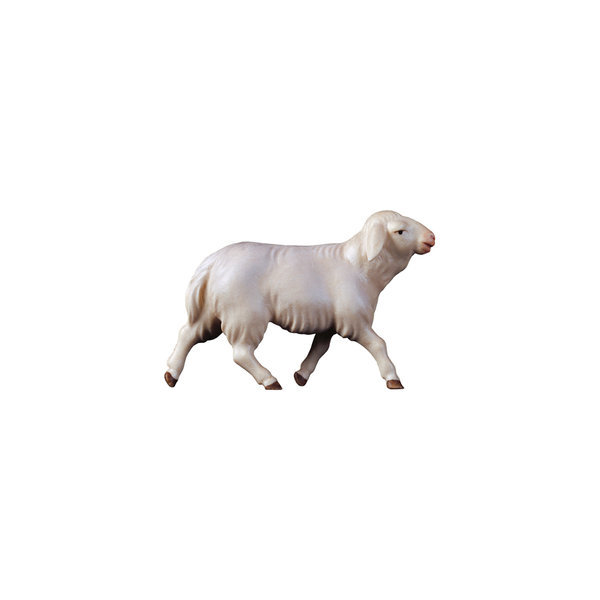 Schaf laufend der Komet Krippe